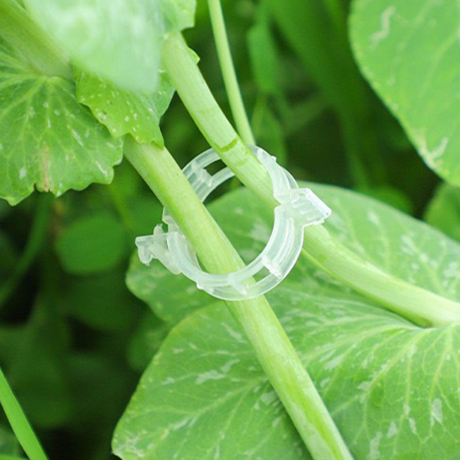 Secured Plastic Plant Clip for - Vine Climbing Plastic review and price
